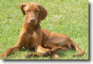 Rövidszörü Magyar Vizsla, Hungarian Short-haired Pointing Dog