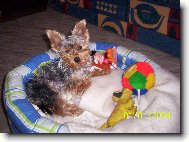 Jorkšírský terier, Yorkshire Terrier,