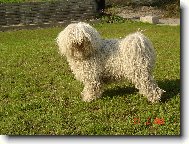Puli \(Dog standard\)
