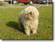 Puli \(Dog standard\)