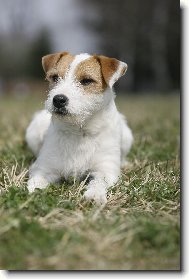 Parson Russel Terrier