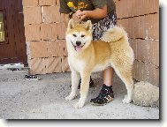 Japanese Akita