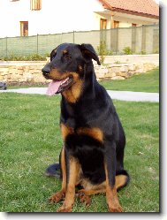 Beauce sheep dog \(beauceron\) \(Dog standard\)