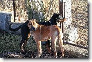 Berger de Beauce, Bauce Shepherd