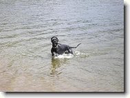 Deutsche Dogge