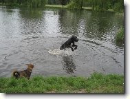 Deutsche Dogge