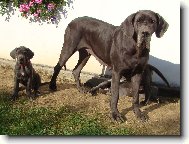 Deutsche Dogge