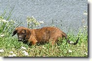 Hannoverscher Schweisshund, Hanoverian Scenthound