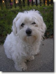 Coton de Tulear