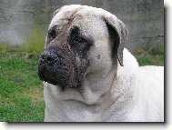 English Mastiff