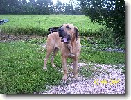 Fila Brasileiro