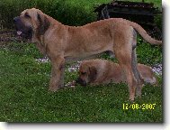 Fila Brasileiro