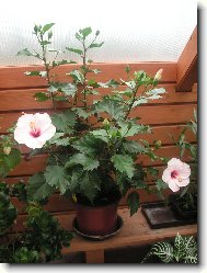 Hibiscus rosa-sinensis