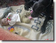 Deutsche Dogge