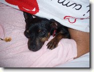 PRAGUE RATTER