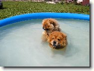Chow Chow