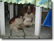 Welsh springer spaniel \(Dog standard\)