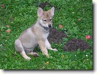 Chechoslovakian wolfdog \\\\\(Dog standard\\\\\)