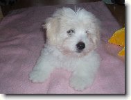 Coton de Tulear