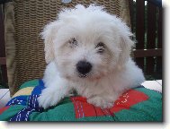 Coton de Tulear