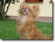 Chihuahua