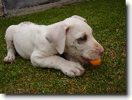 Deutsche Dogge