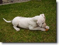 Deutsche Dogge