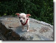 Chihuahua