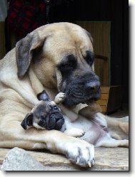 English Mastiff