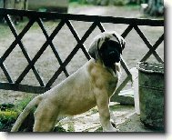 English Mastiff