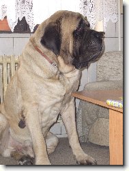 English Mastiff