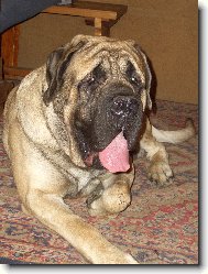 English Mastiff