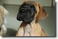 Deutsche Dogge