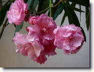 Nerium oleander