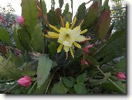 Epiphyllum