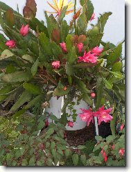 Epiphyllum