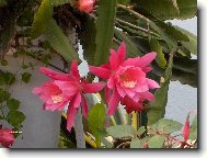 Epiphyllum