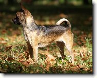 Chihuahua