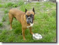 Deutscher Boxer