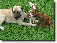 English Mastiff