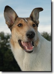Collie smooth \(Dog standard\)