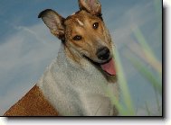Collie smooth \(Dog standard\)