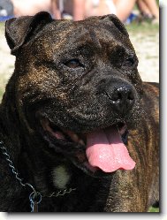 Mallorca mastiff \\\\\(Dog standard\\\\\)