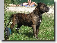 Mallorca mastiff \\\\\(Dog standard\\\\\)