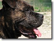 Mallorca mastiff \\\\\(Dog standard\\\\\)