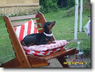 PRAGUE RATTER