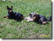 PRAGUE RATTER