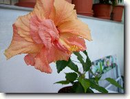 Hibiscus rosa-sinensis