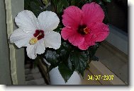 Hibiscus rosa-sinensis