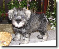 Zwergschnauzer, Miniature Schnauzer